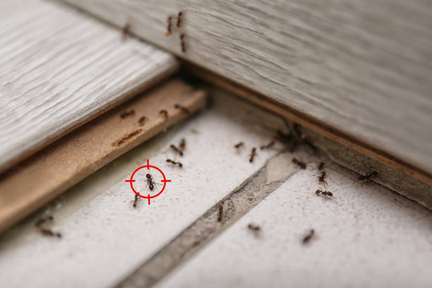 Best Ant Control Services  in Rankin, TX
