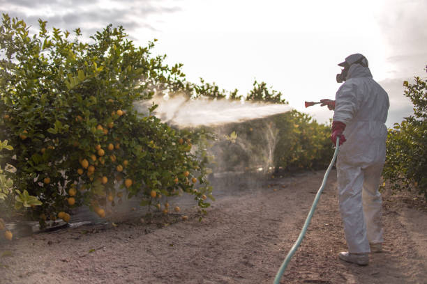 Reliable Rankin, TX Pest Control Solutions