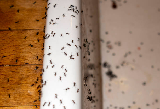 Wasp Removal Services in Rankin, TX