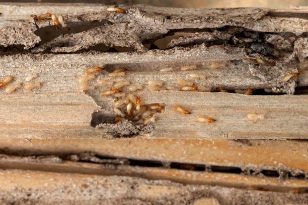 Best Pest Control Near Me in Rankin, TX